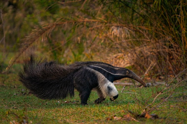 126 Zuid Pantanal, reuzenmiereneter.jpg